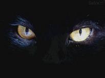 20060603124300-01-20ojos-20de-20gato.jpg